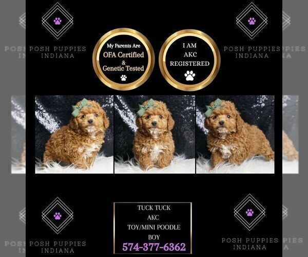 Medium Photo #6 Poodle (Toy) Puppy For Sale in WARSAW, IN, USA