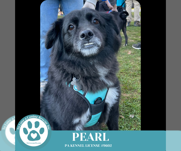 Medium Photo #9 Mutt Puppy For Sale in Kimberton, PA, USA