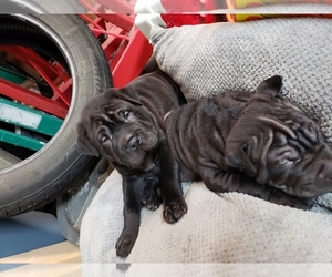 Chinese Shar-Pei Puppy for sale in SAN ANTONIO, TX, USA