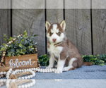 Small Photo #4 Siberian Husky Puppy For Sale in SHREVE, OH, USA