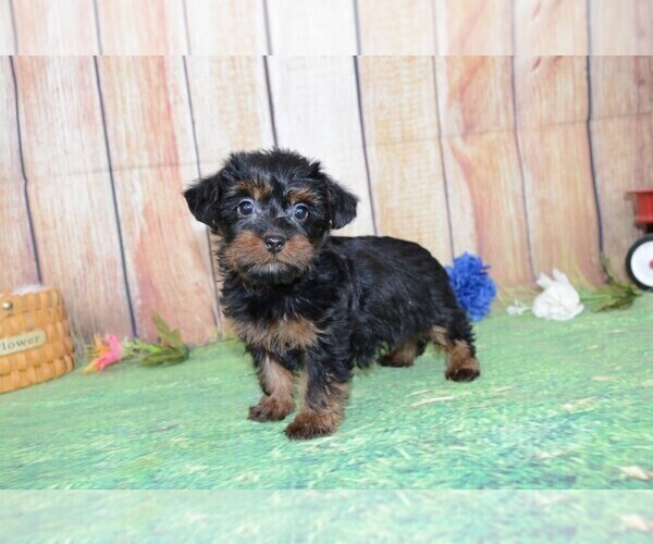 Medium Photo #3 YorkiePoo Puppy For Sale in LAKE BENTON, MN, USA