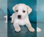 Small #1 Chihuahua Mix