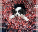Small Photo #8 Pom-A-Poo Puppy For Sale in HARTVILLE, MO, USA