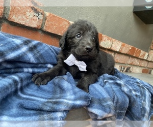 Labradoodle Puppy for sale in CAMERON PARK, CA, USA