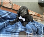 Small Photo #1 Labradoodle Puppy For Sale in CAMERON PARK, CA, USA