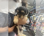 Small Photo #9 Yorkshire Terrier Puppy For Sale in DANVILLE, CA, USA
