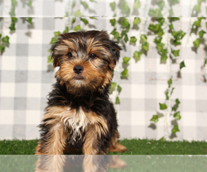 Yorkshire Terrier Puppy for sale in MARIETTA, GA, USA