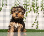 Image preview for Ad Listing. Nickname: Litter of 4