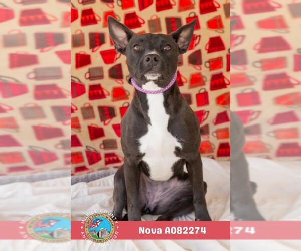 Medium Photo #1 Mutt Puppy For Sale in Mobile, AL, USA