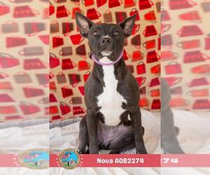 Mutt Dogs for adoption in Mobile, AL, USA