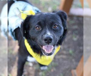 Cocker Spaniel Dogs for adoption in San Antonio, TX, USA