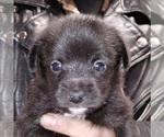 Small Jack Russell Terrier-Schipperke Mix