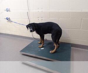 Dalmatian-German Shepherd Dog Mix Dogs for adoption in Denver, CO, USA