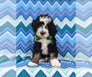 Miniature Bernedoodle-Poodle (Miniature) Mix Puppy for sale in OXFORD, PA, USA