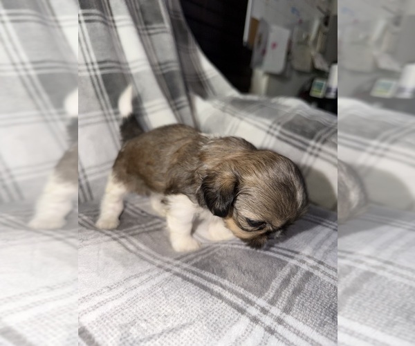 Medium Photo #2 Shih Tzu Puppy For Sale in GLENDALE HEIGHTS, IL, USA