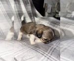 Small Photo #13 Shih Tzu Puppy For Sale in GLENDALE HEIGHTS, IL, USA