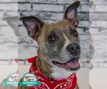 Glynnis - Female Mutt Dog for Adoption - Small photo