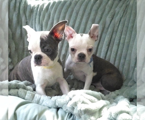 Medium Photo #11 Boston Terrier Puppy For Sale in MINERAL WELLS, WV, USA