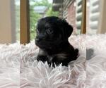 Small #3 Dachshund Mix