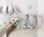 Small #13 Maltese