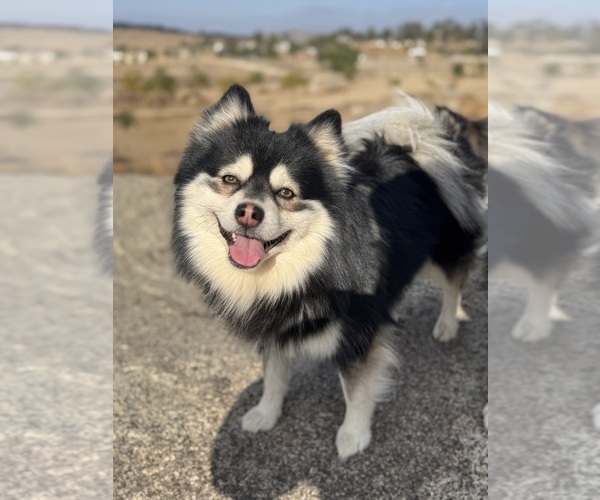 Medium Photo #1 Pomsky Puppy For Sale in HOMELAND, CA, USA