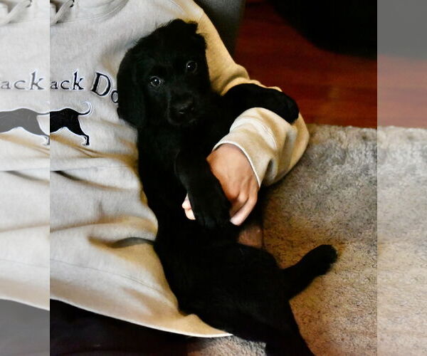 Medium Photo #5 Labrador Retriever-Unknown Mix Puppy For Sale in Mechanicsburg, PA, USA