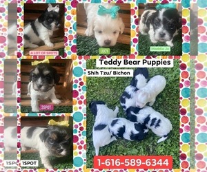 Zuchon Puppy for sale in FREMONT, MI, USA