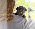 Small #2 Labrador Retriever Mix