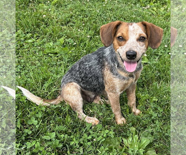Medium Photo #1 Jack-A-Bee Puppy For Sale in Batavia, OH, USA