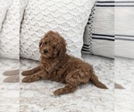 Small Photo #3 Goldendoodle (Miniature) Puppy For Sale in NORTH LAWRENCE, OH, USA