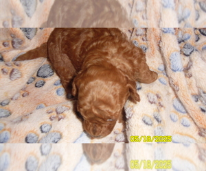 Poodle (Toy) Puppy for sale in DULUTH, GA, USA