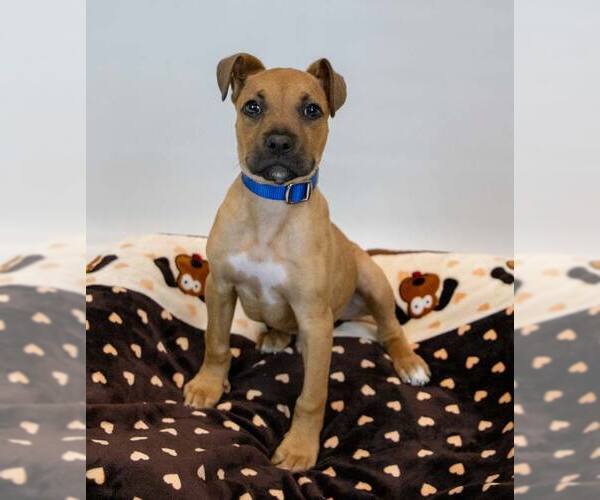 Medium Photo #6 Boxer-Unknown Mix Puppy For Sale in Kennesaw, GA, USA