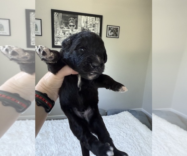 Medium Photo #132 Bernedoodle Puppy For Sale in BELMONT, NC, USA