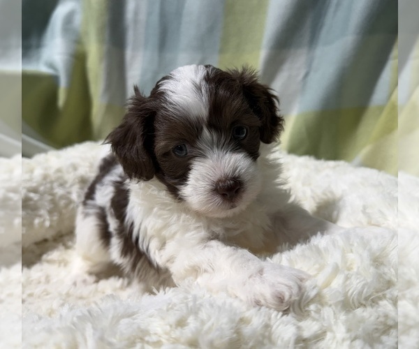 Medium Photo #4 Havapoo Puppy For Sale in GUTHRIE, KY, USA