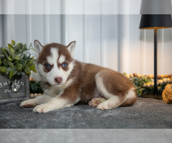 Medium Photo #16 Siberian Husky Puppy For Sale in SHREVE, OH, USA