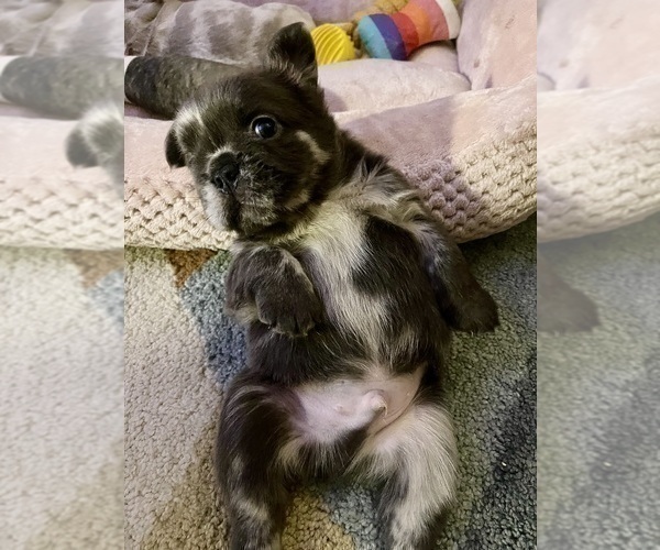 Medium Photo #2 French Bulldog Puppy For Sale in PHILADELPHIA, PA, USA