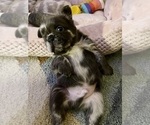 Small #1 French Bulldog