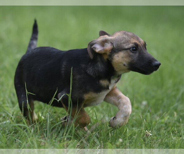 Medium Photo #4 Mutt Puppy For Sale in Mechanicsburg, PA, USA