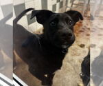 Small #1 Mutt