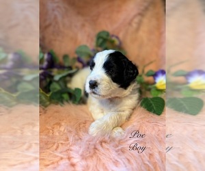 Golden Mountain Doodle Puppy for Sale in SAINT CLOUD, Minnesota USA