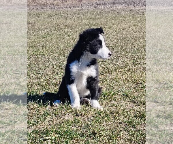 Medium Photo #29 Border Collie Puppy For Sale in NORBORNE, MO, USA