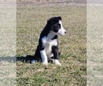 Small #19 Border Collie