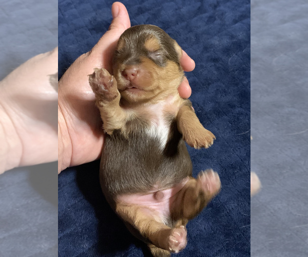 Medium Photo #3 Yorkshire Terrier Puppy For Sale in LA SIERRA, CA, USA