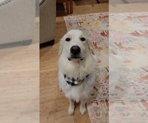 Great Pyrenees-Unknown Mix Dogs for adoption in Salt Lake City, UT, USA