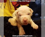 Small Photo #40 Dogo Argentino Puppy For Sale in JANE, MO, USA