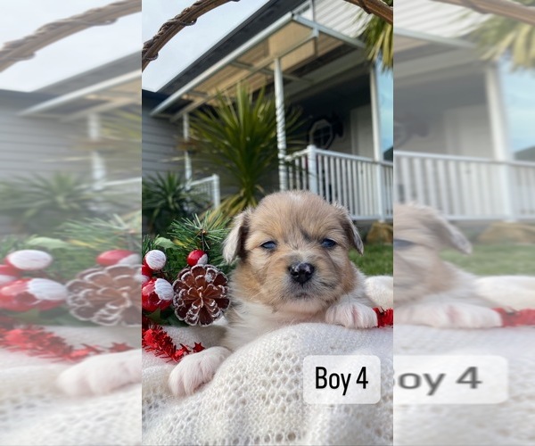 Medium Photo #3 Paperanian Puppy For Sale in PORTLAND, OR, USA