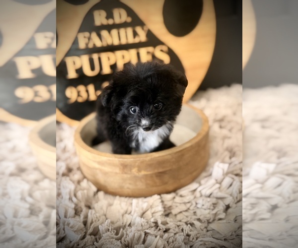 Medium Photo #2 Pomapoo (Toy) Puppy For Sale in CROSSVILLE, TN, USA
