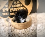 Small #1 Pomapoo (Toy)