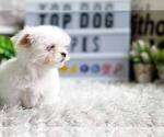 Small Photo #8 Maltese Puppy For Sale in FULLERTON, CA, USA