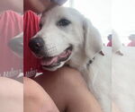 Small #6 Great Pyrenees Mix